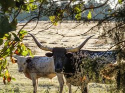 05 Longhorns - Texas